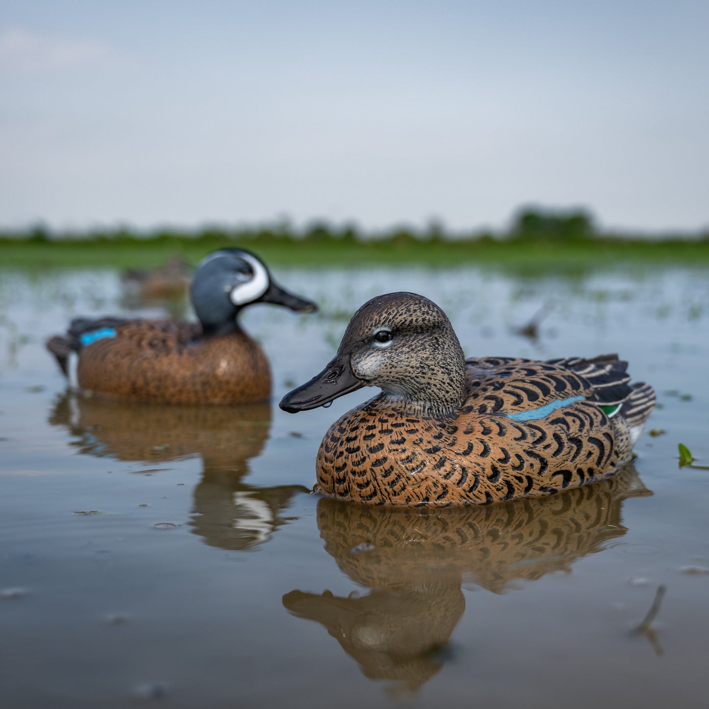 F1 Blue-winged Teal Floaters