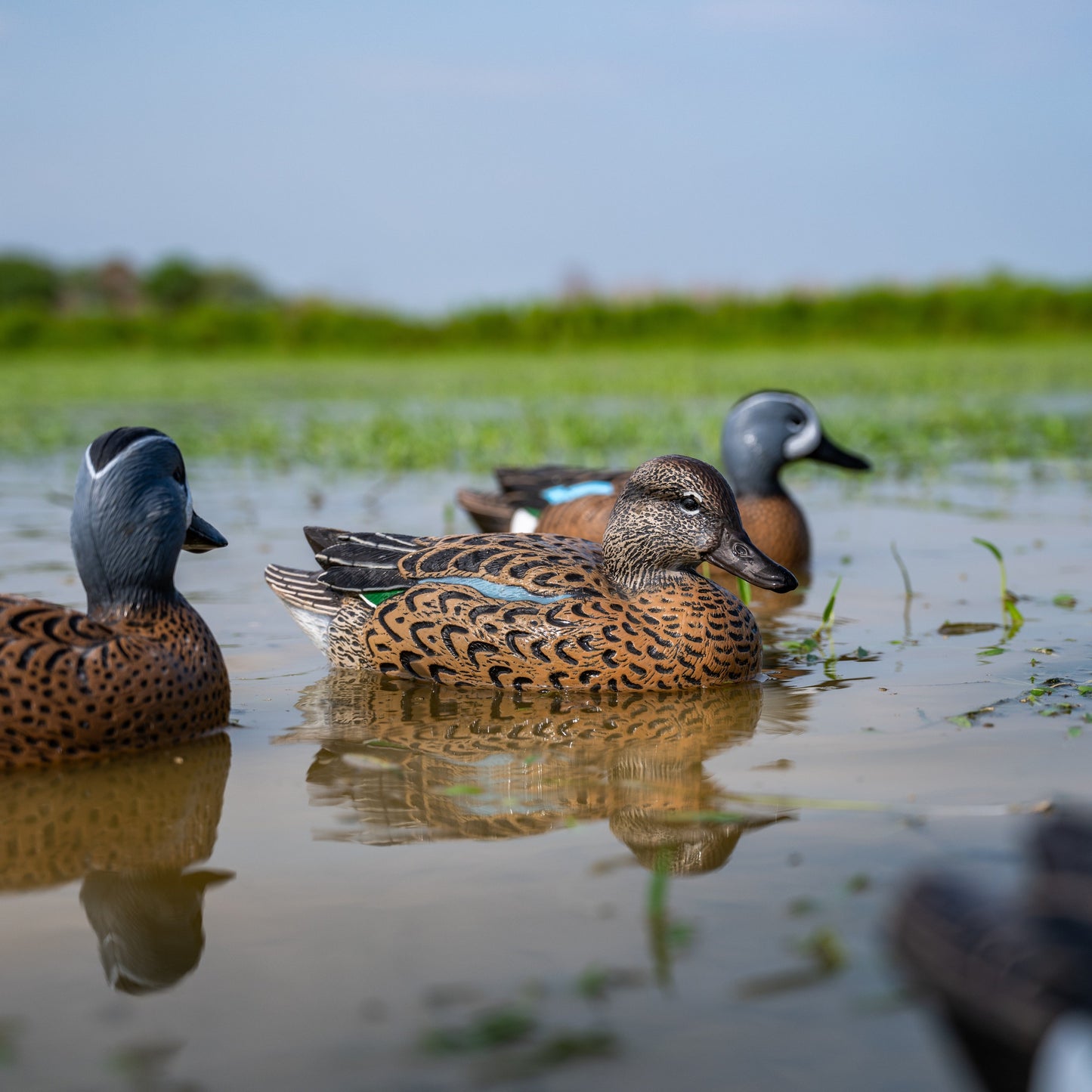 F1 Blue-winged Teal Floaters