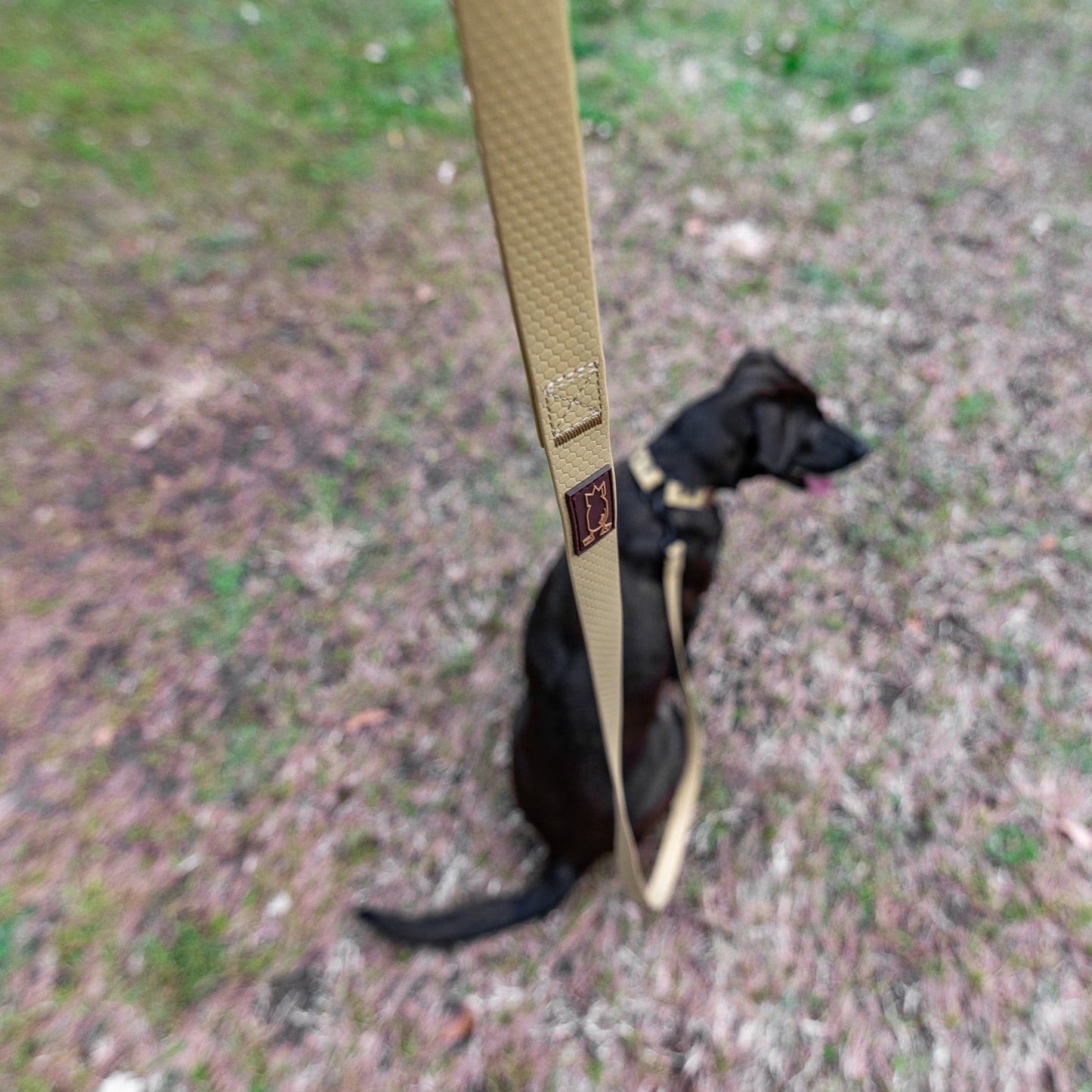 Dog Leash