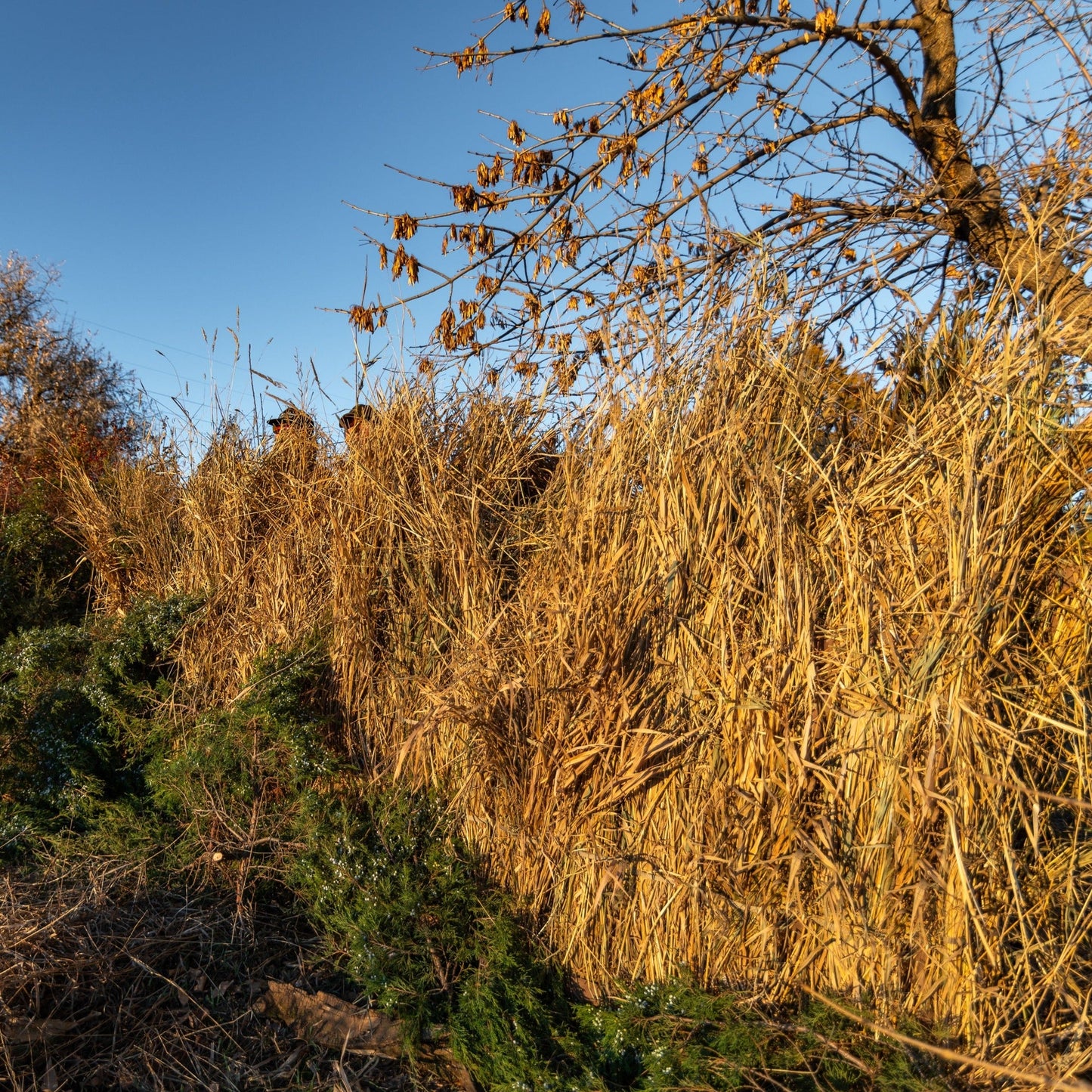 HyVert Field Blind