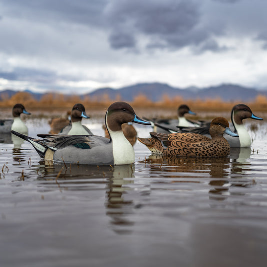 F1FF (Fully Flocked) Pintail Floaters