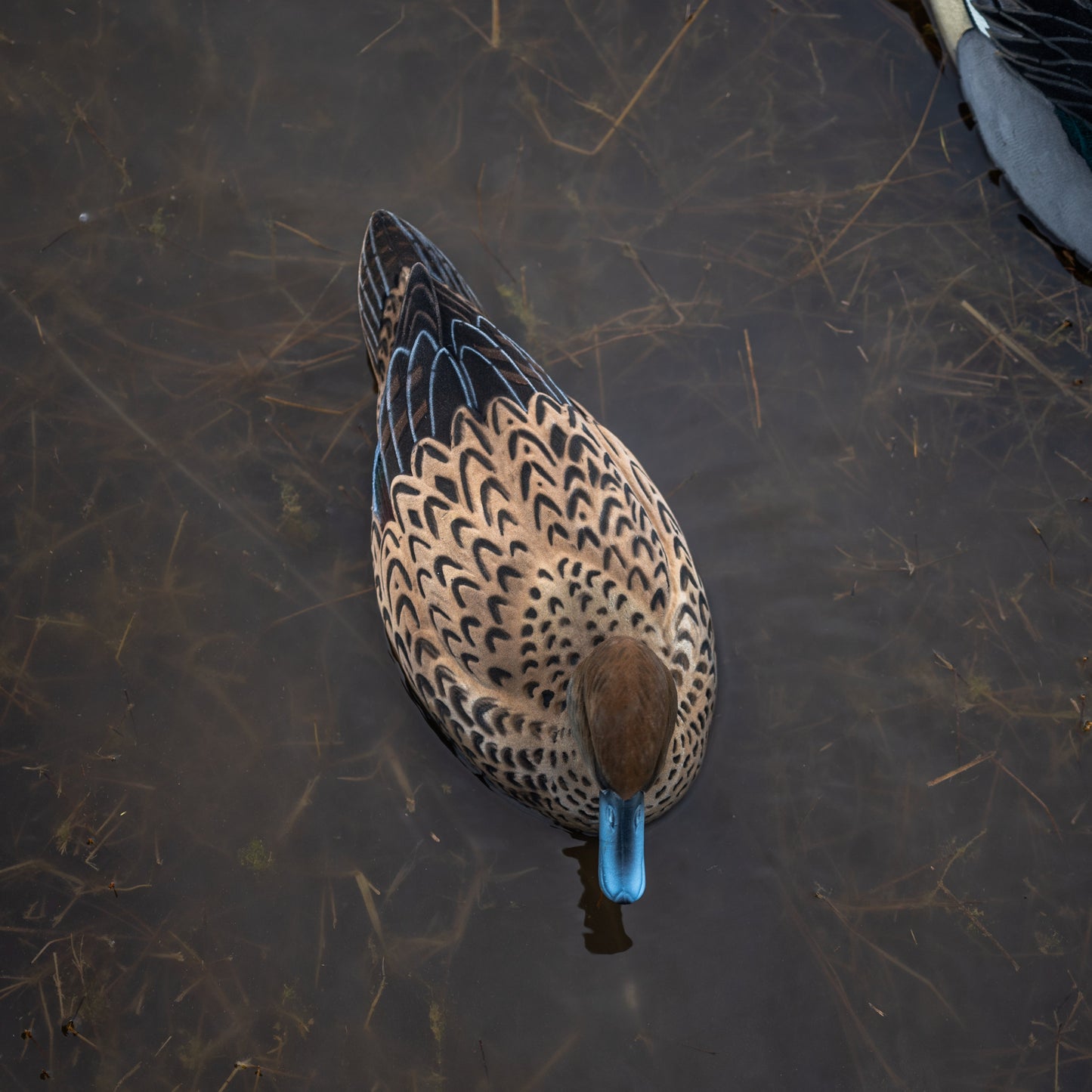 F1FF (Fully Flocked) Pintail Floaters