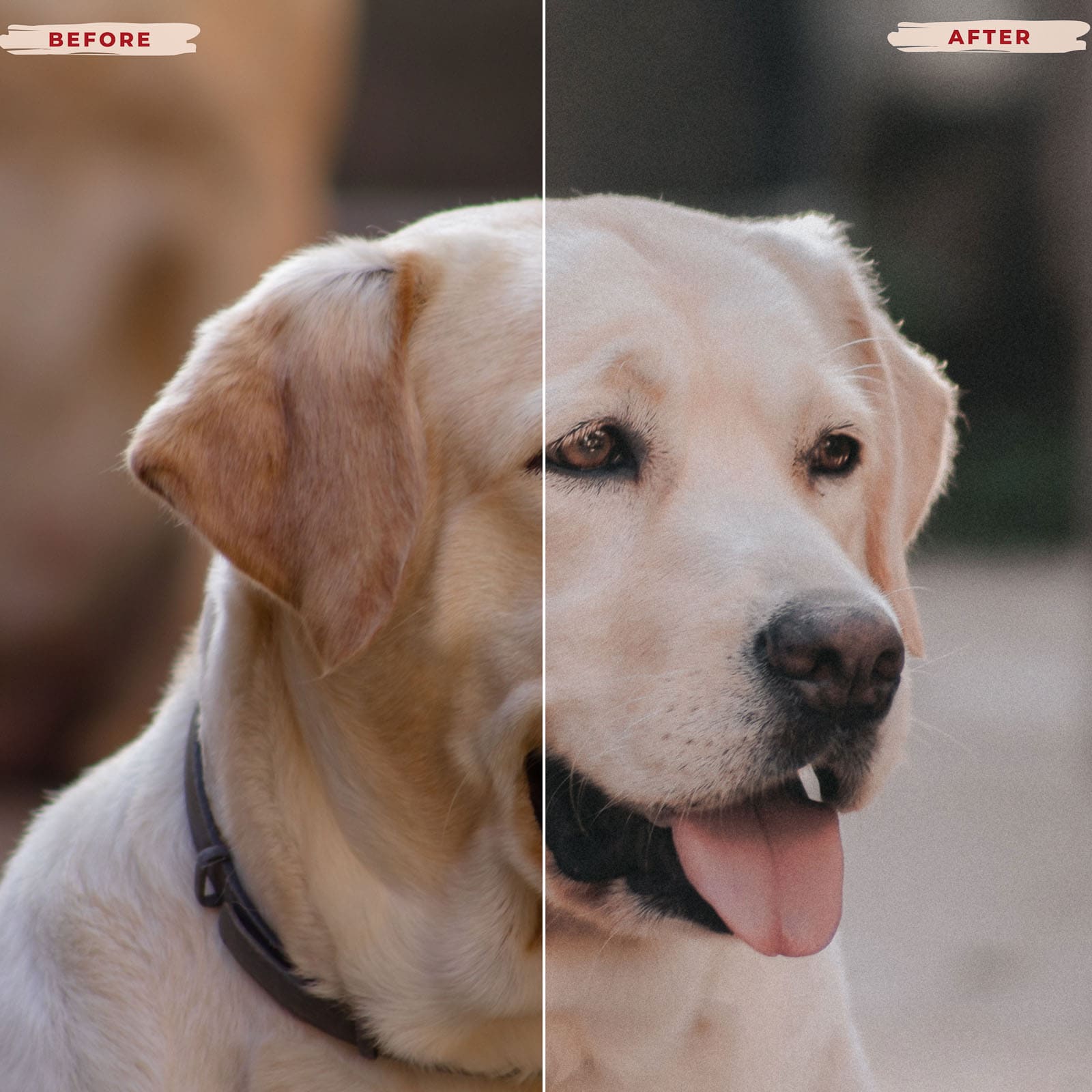 Ai-Optimized LABRADOR RETRIEVER LIGHTROOM PRESETS