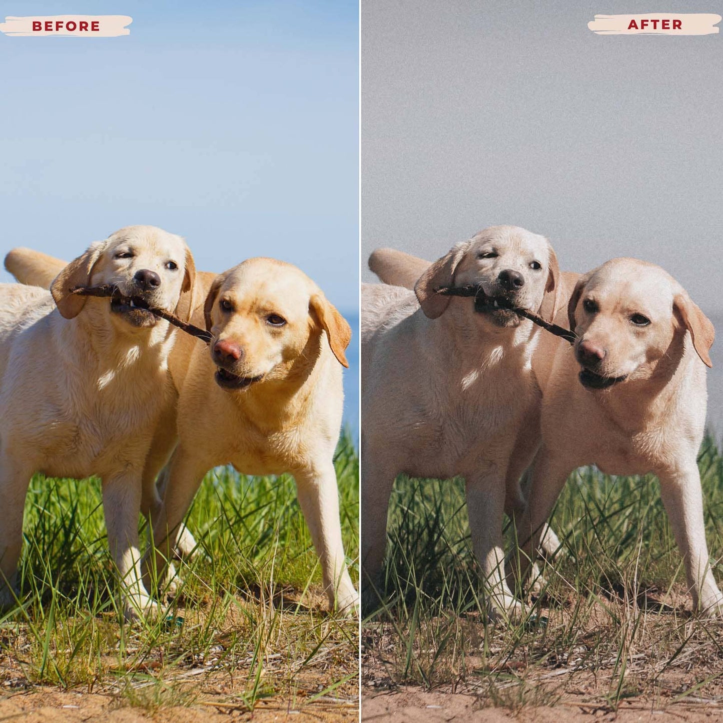 Ai-Optimized LABRADOR RETRIEVER LIGHTROOM PRESETS