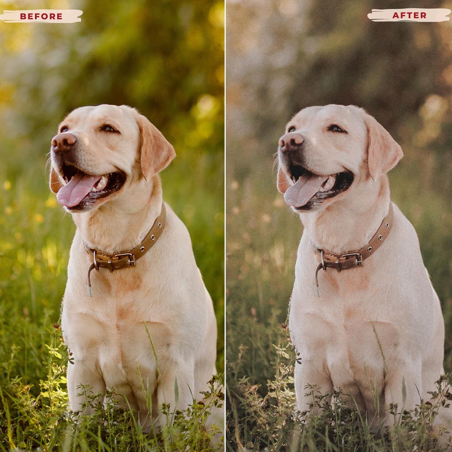 Ai-Optimized LABRADOR RETRIEVER LIGHTROOM PRESETS