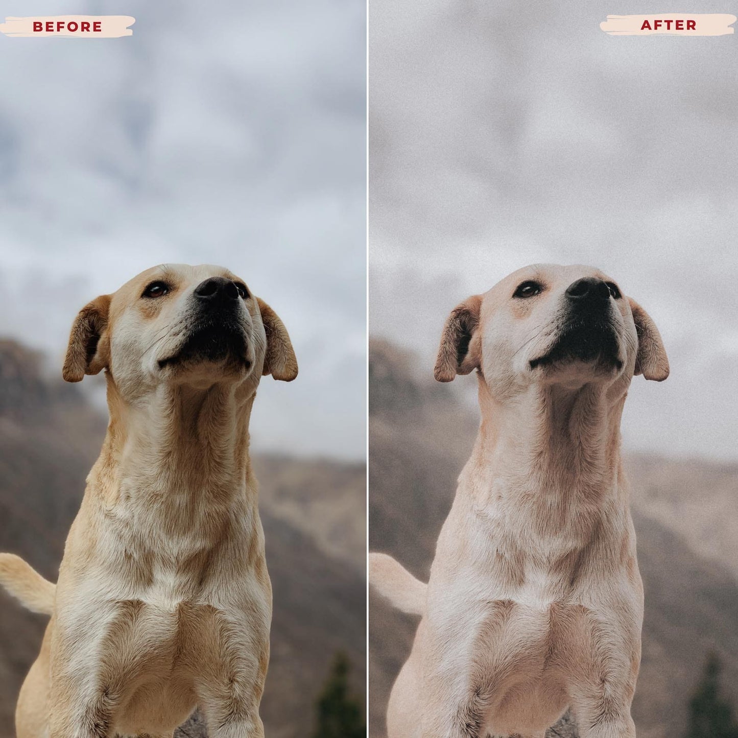 Ai-Optimized LABRADOR RETRIEVER LIGHTROOM PRESETS