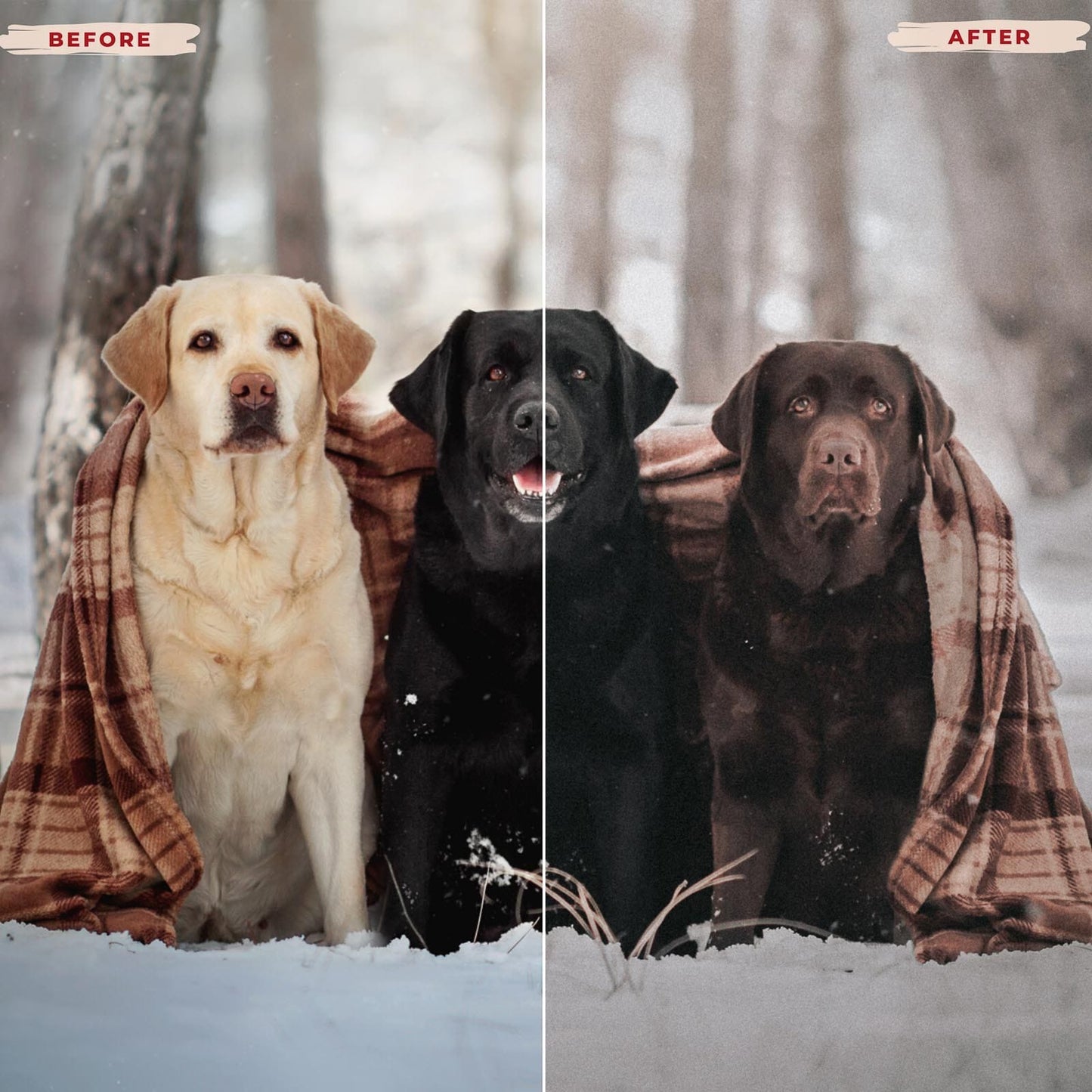 Ai-Optimized LABRADOR RETRIEVER LIGHTROOM PRESETS