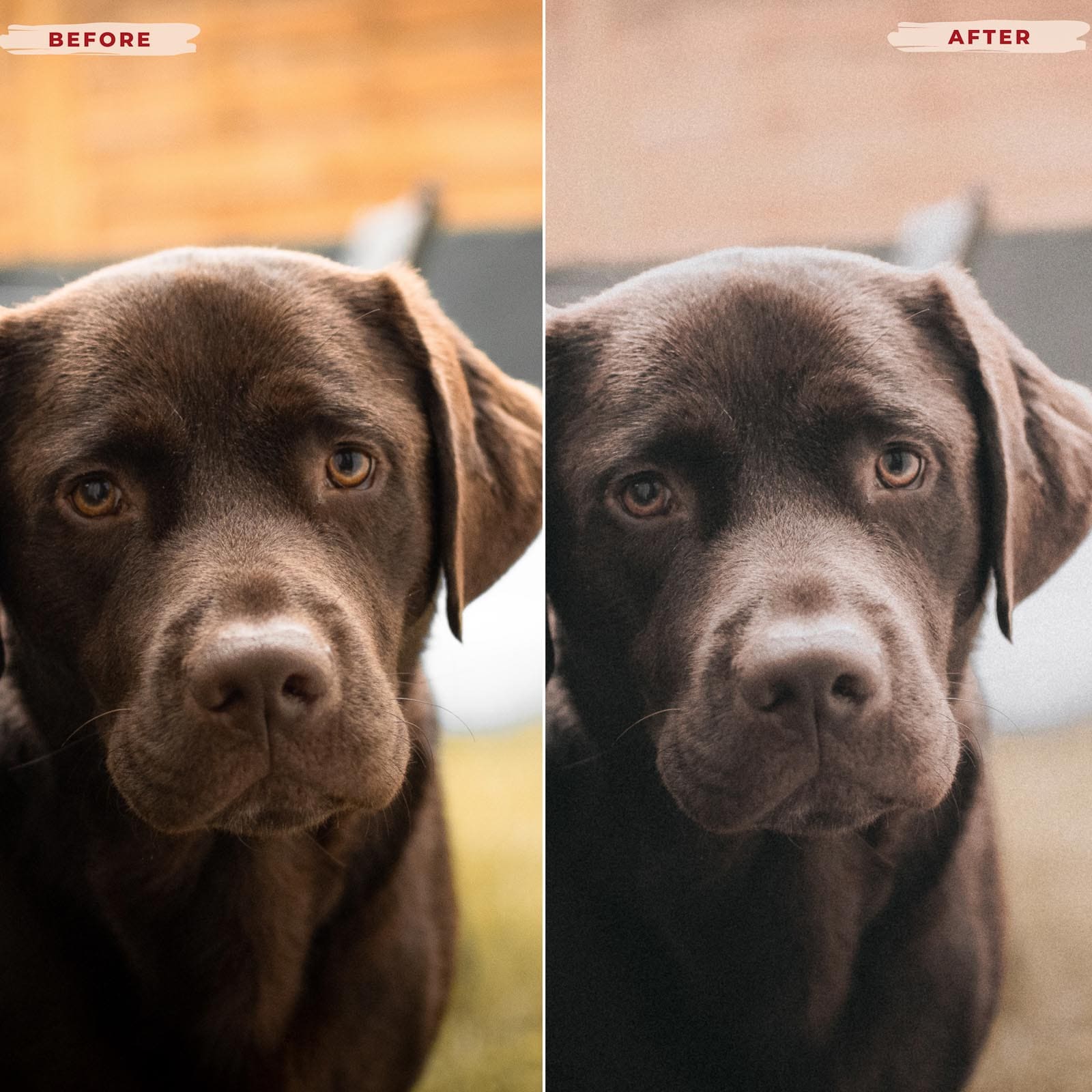 Ai-Optimized LABRADOR RETRIEVER LIGHTROOM PRESETS