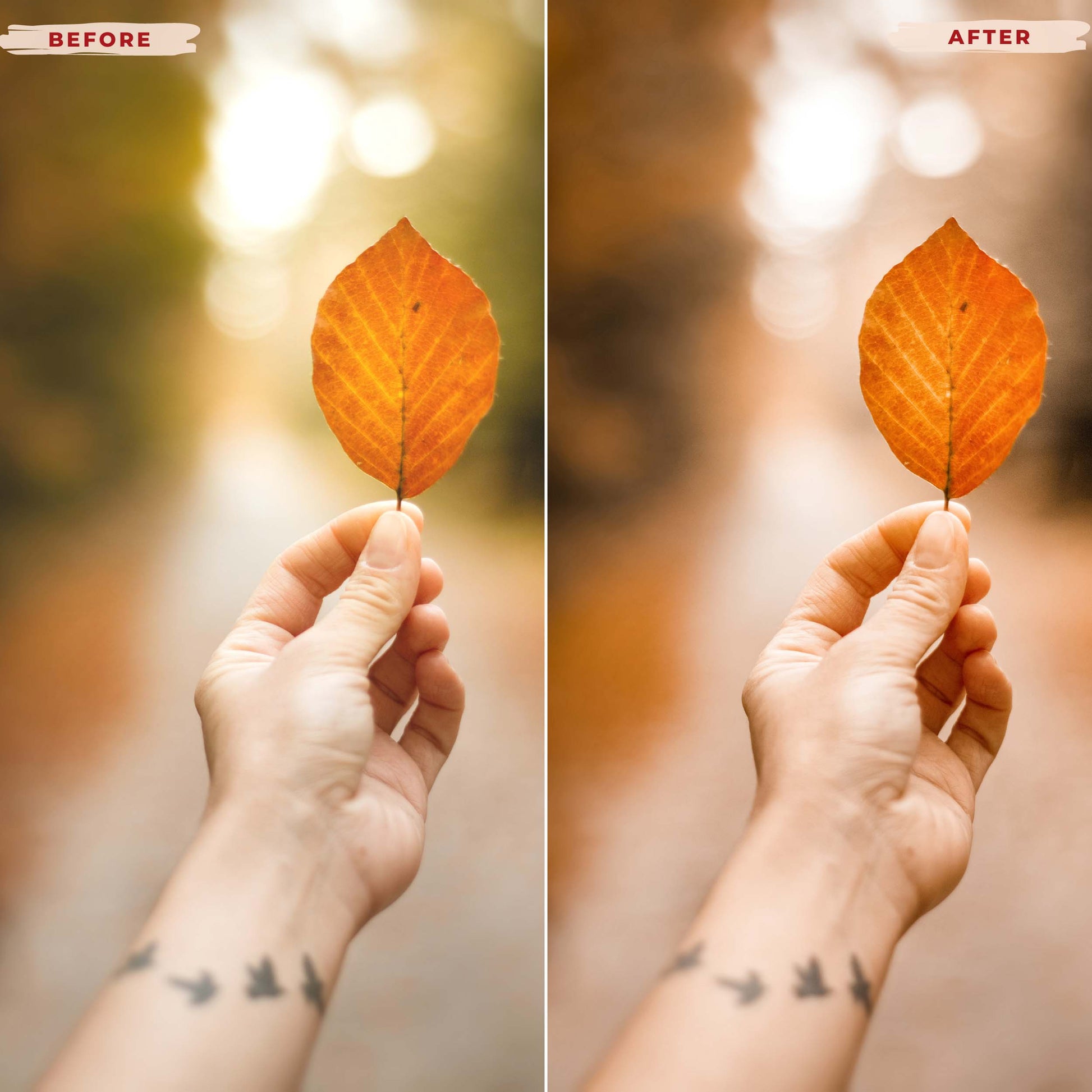 Ai-Optimized OCTOBER LIGHTROOM PRESETS