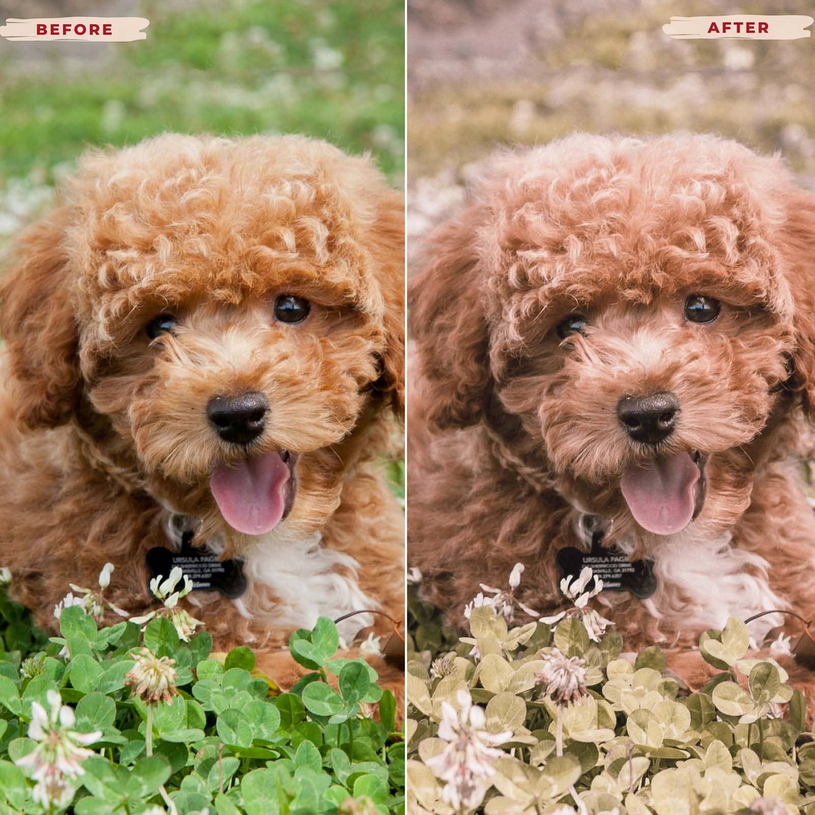 Ai-Optimized POODLE LIGHTROOM PRESETS