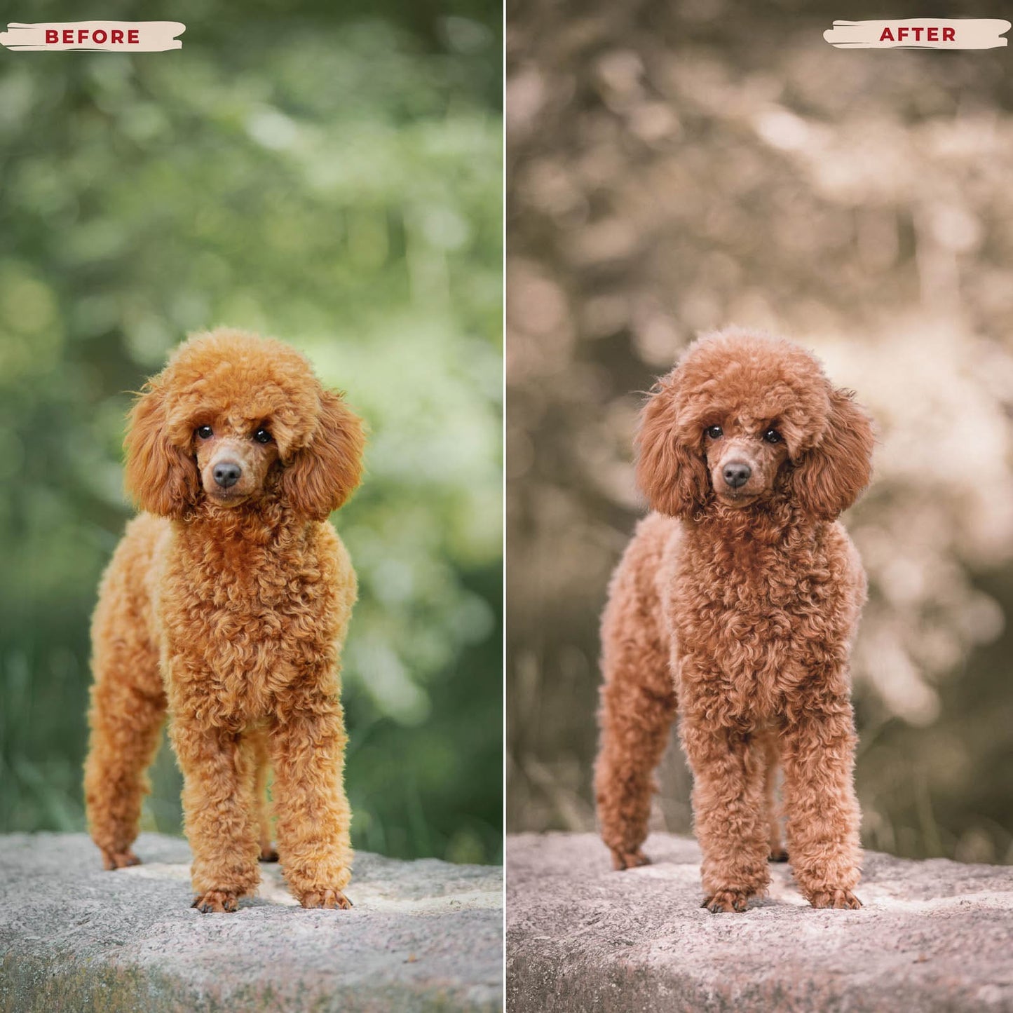 Ai-Optimized POODLE LIGHTROOM PRESETS