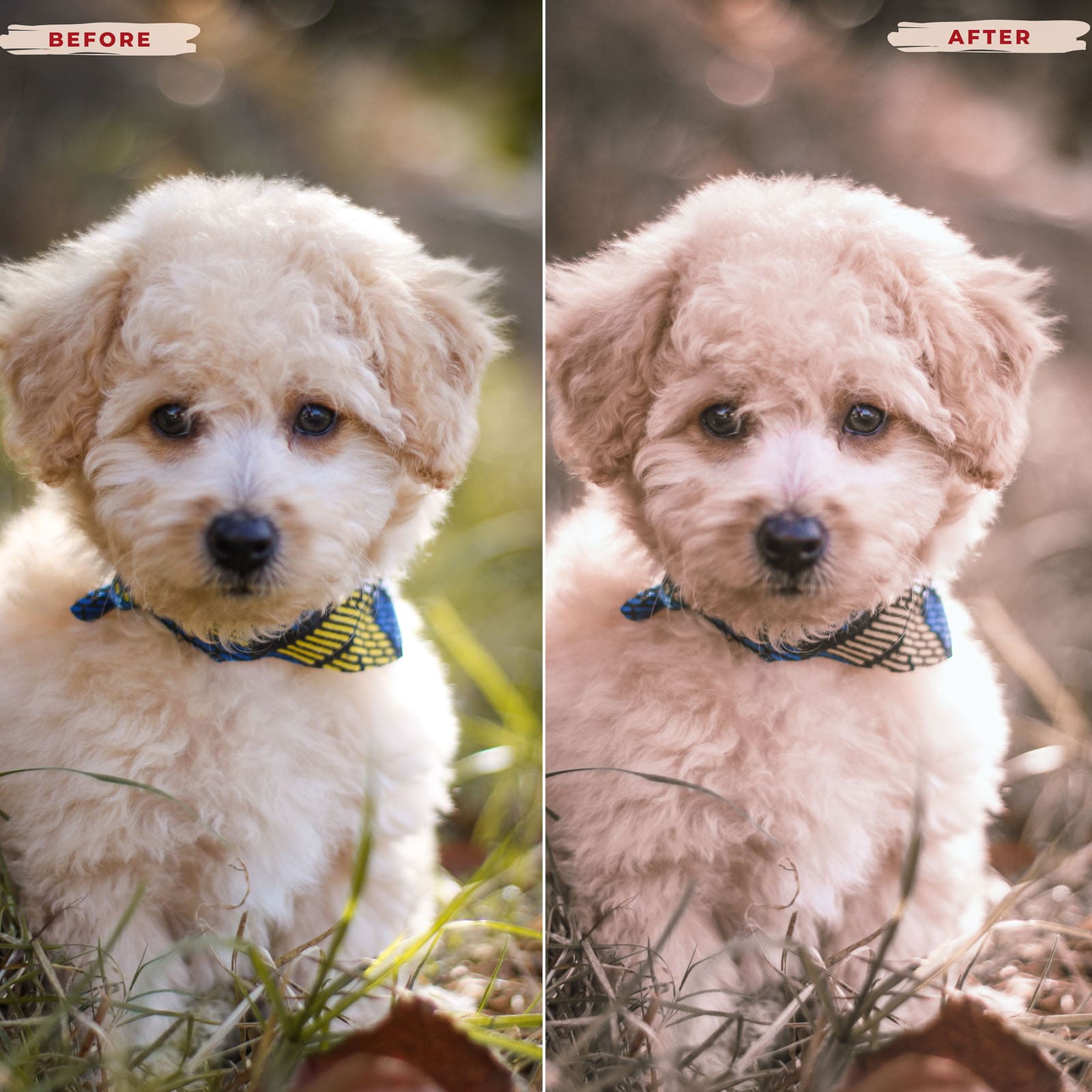 Ai-Optimized POODLE LIGHTROOM PRESETS