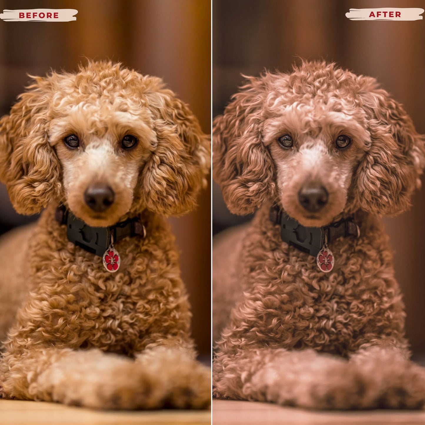 Ai-Optimized POODLE LIGHTROOM PRESETS