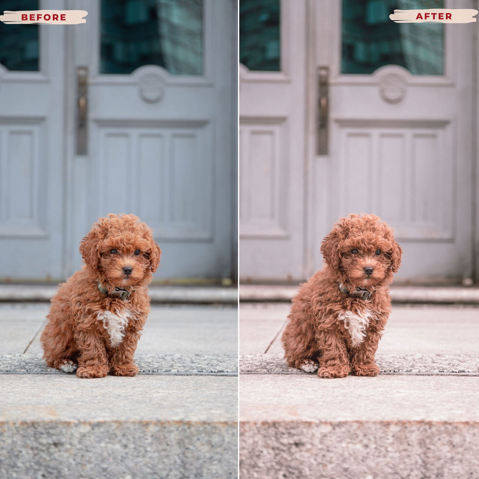 Ai-Optimized POODLE LIGHTROOM PRESETS