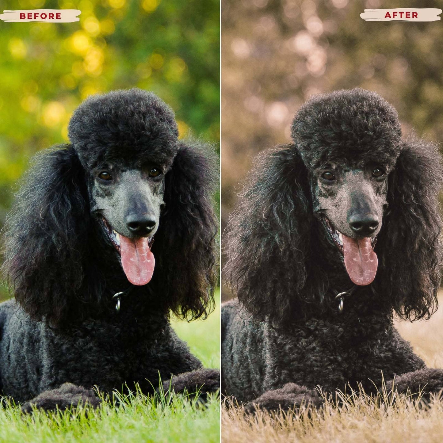 Ai-Optimized POODLE LIGHTROOM PRESETS