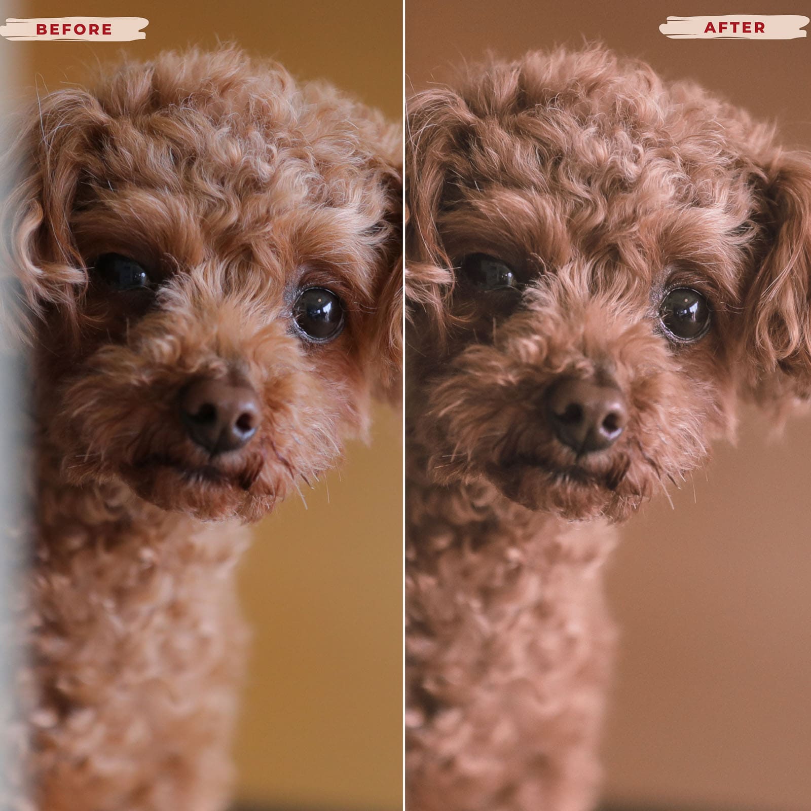 Ai-Optimized POODLE LIGHTROOM PRESETS