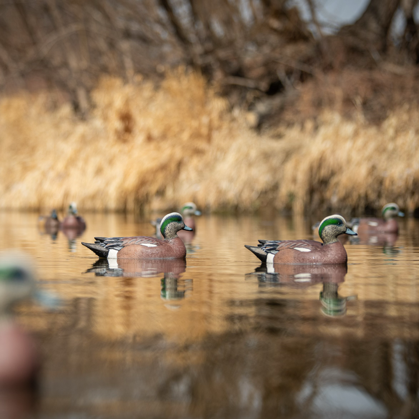 F1 Wigeon Floaters