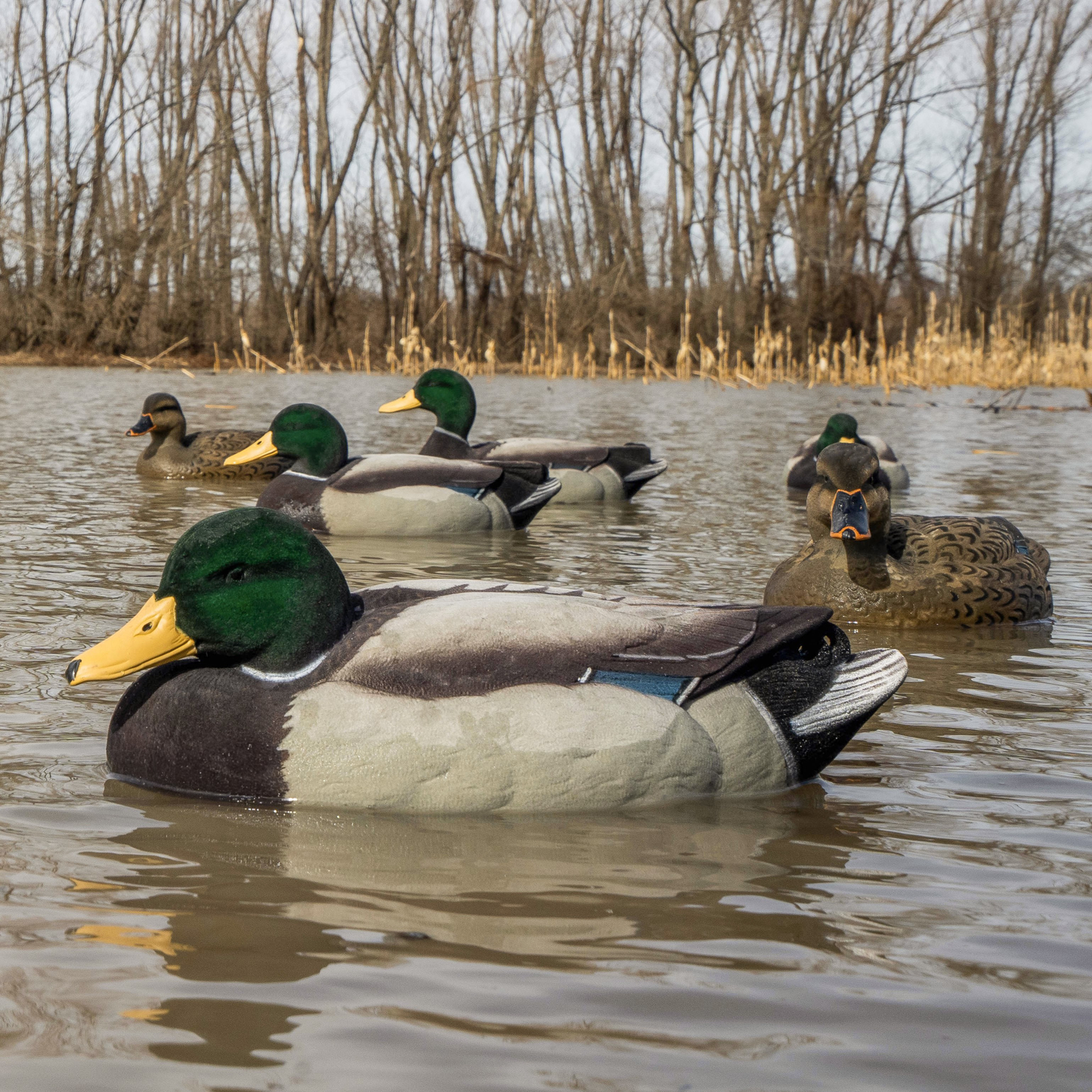 F1FF (Fully Flocked) Mallard Floaters