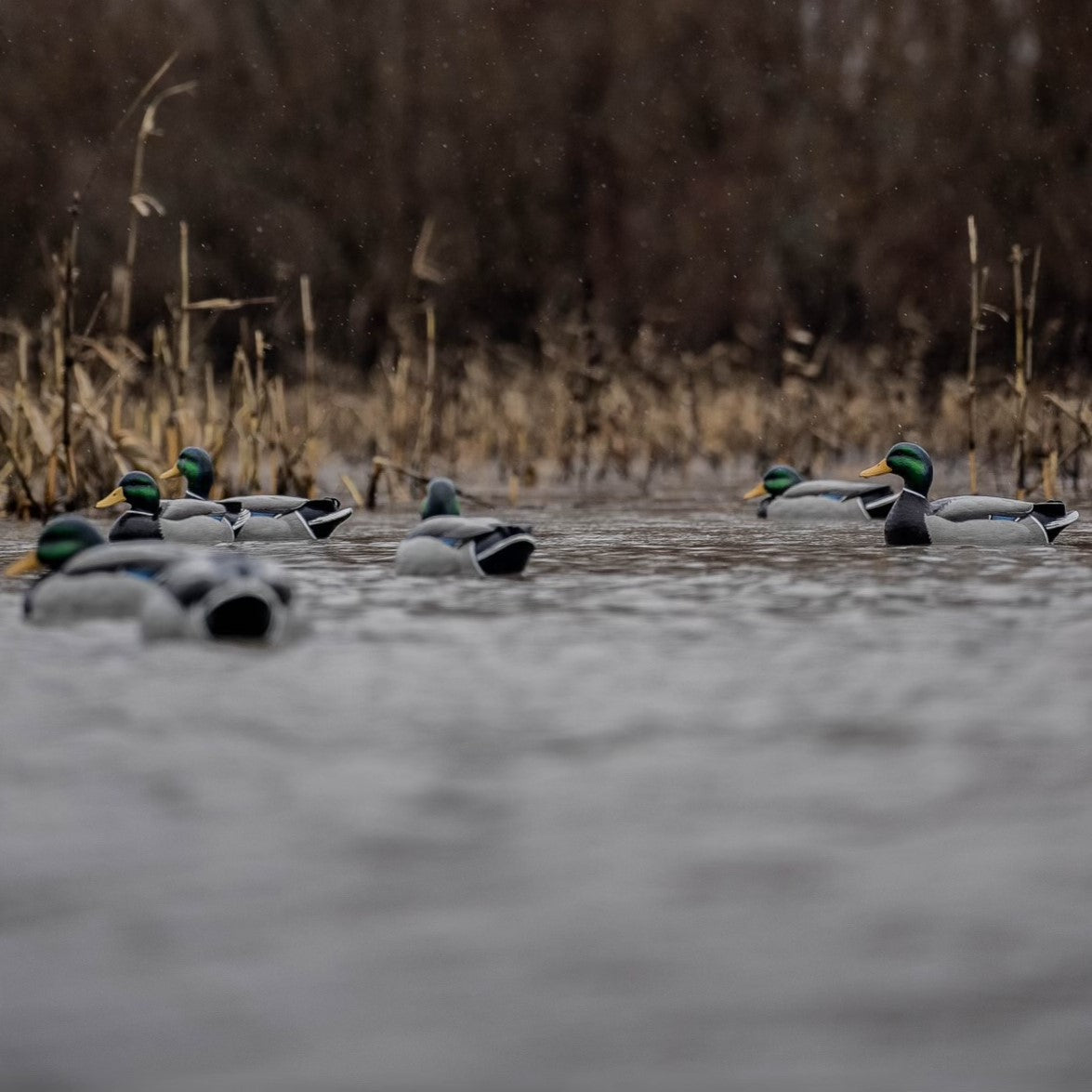 F1 Mallard Floaters