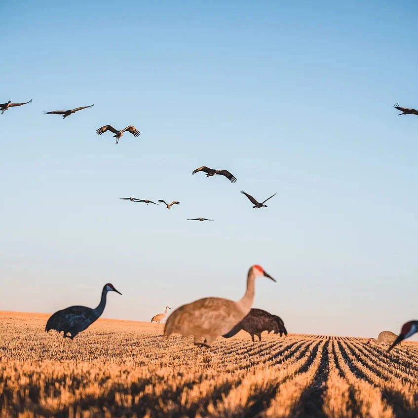 C2 Sandhill Crane Silhouettes