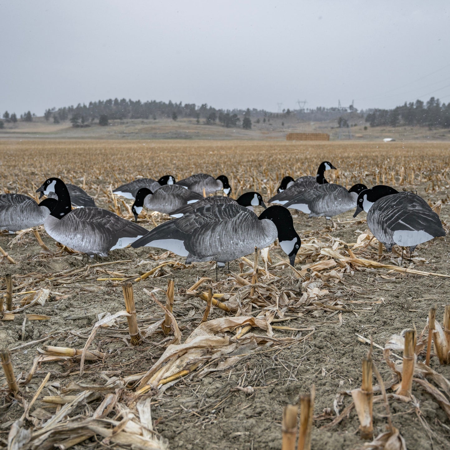 V2F (Flocked) Canada Silhouettes