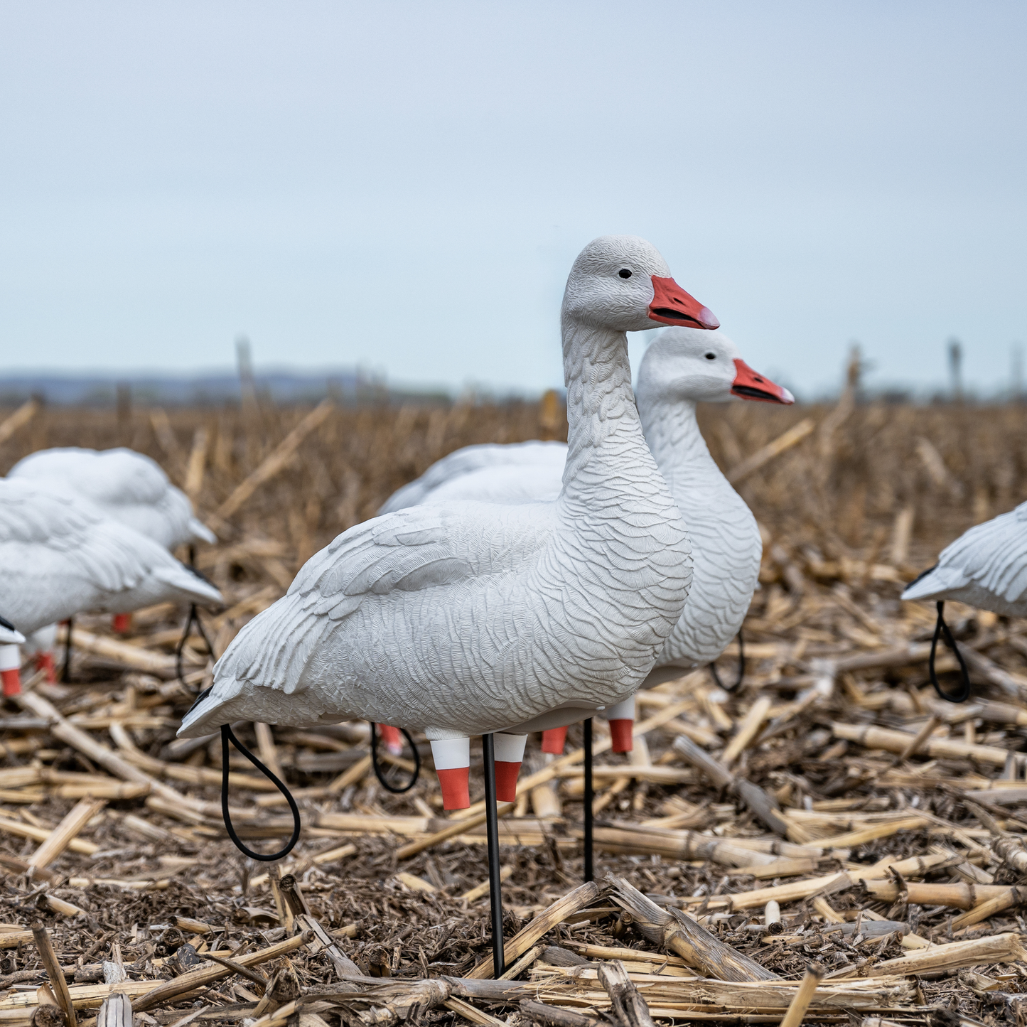 FB Snow Goose Full Bodies