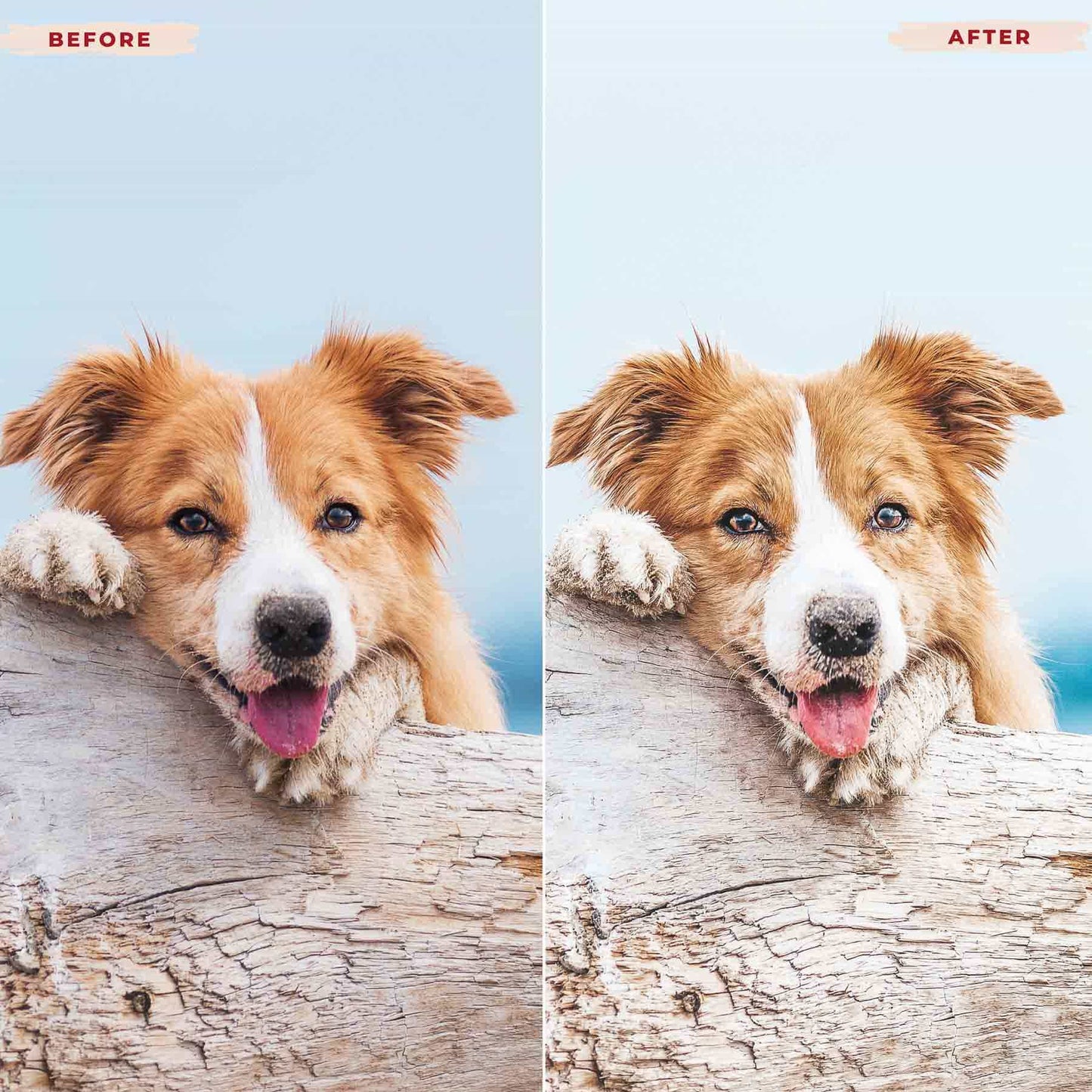 Ai-Optimized DOG LOVERS LIGHTROOM PRESETS