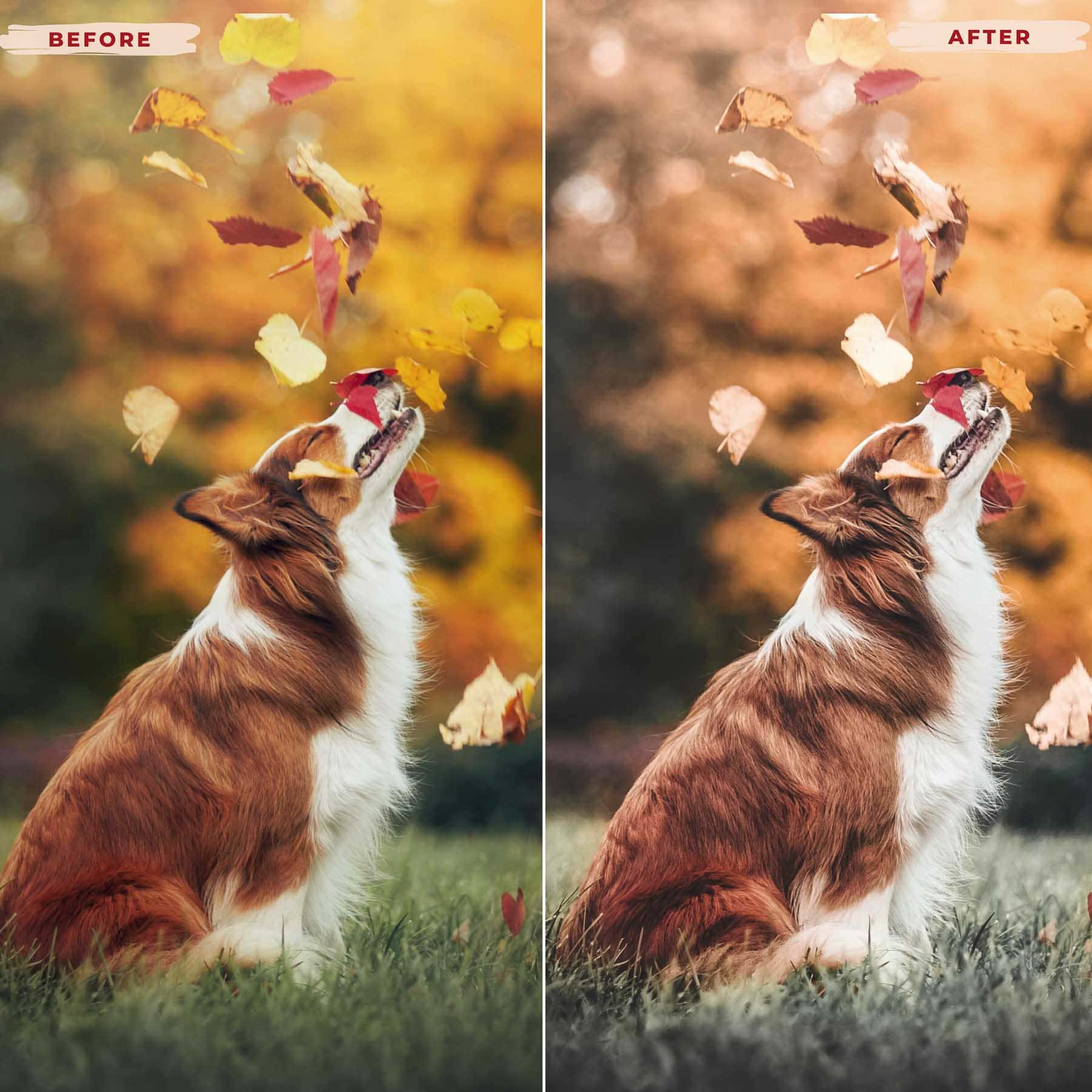 Ai-Optimized DOG LOVERS LIGHTROOM PRESETS