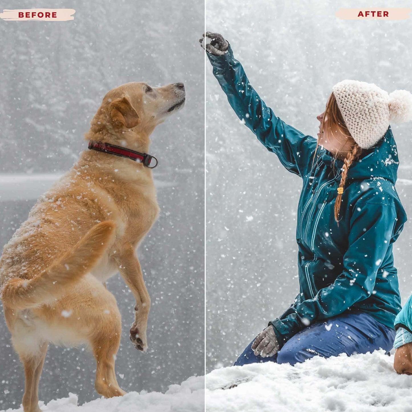 Ai-Optimized DOG LOVERS LIGHTROOM PRESETS