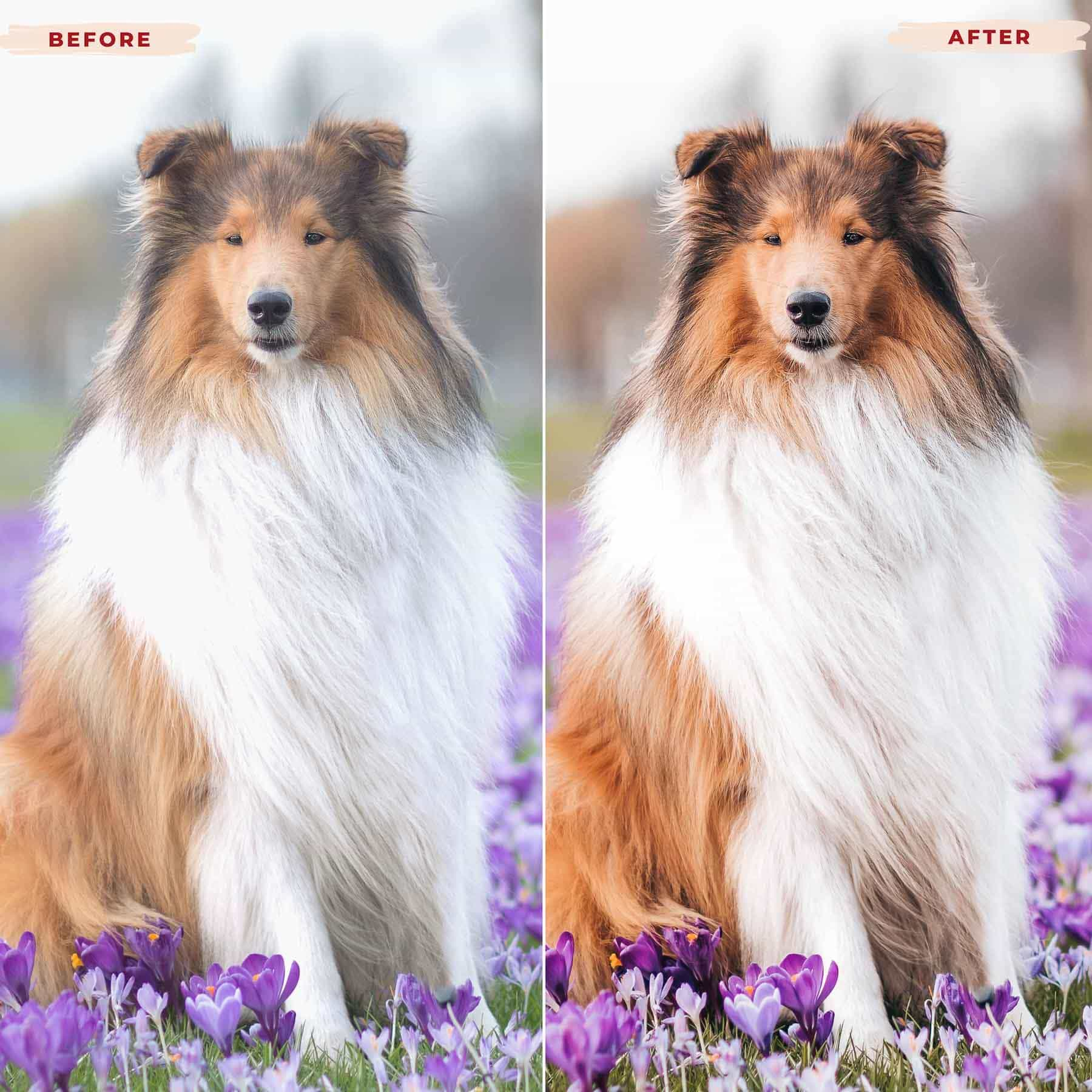 Ai-Optimized DOG LOVERS LIGHTROOM PRESETS