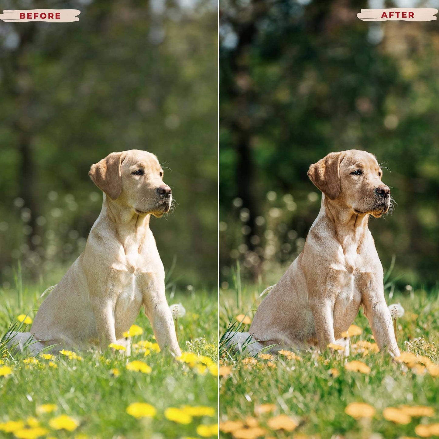 Ai-Optimized DOG LOVERS LIGHTROOM PRESETS