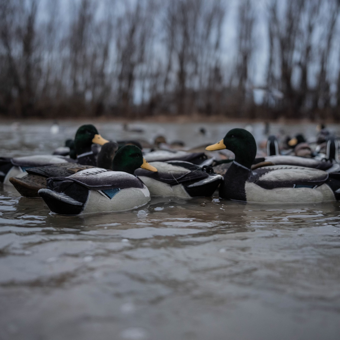 F1FF (Fully Flocked) Mallard Floaters