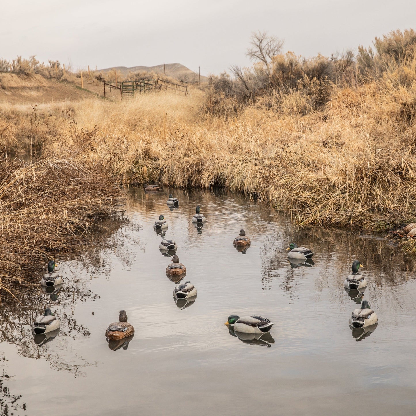 F1 Mallard Floaters