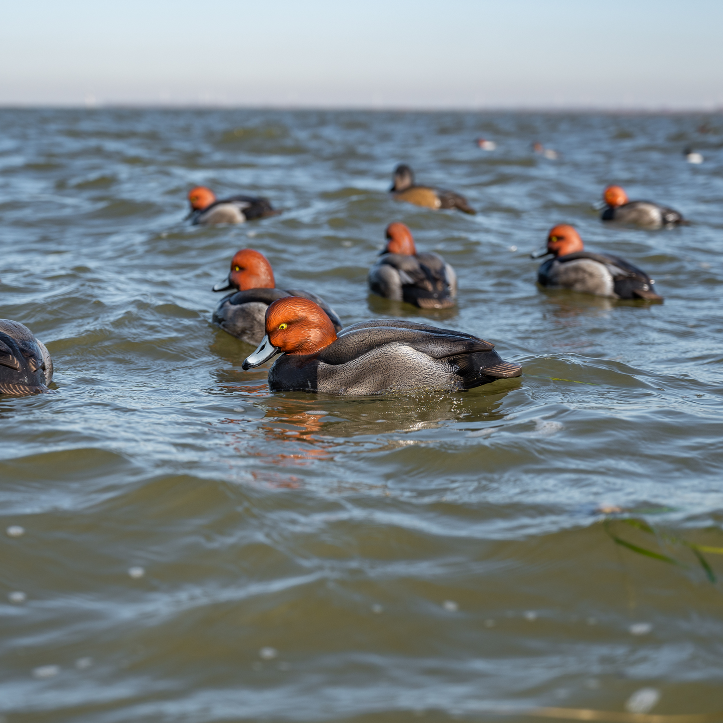 F1 Redhead Floaters