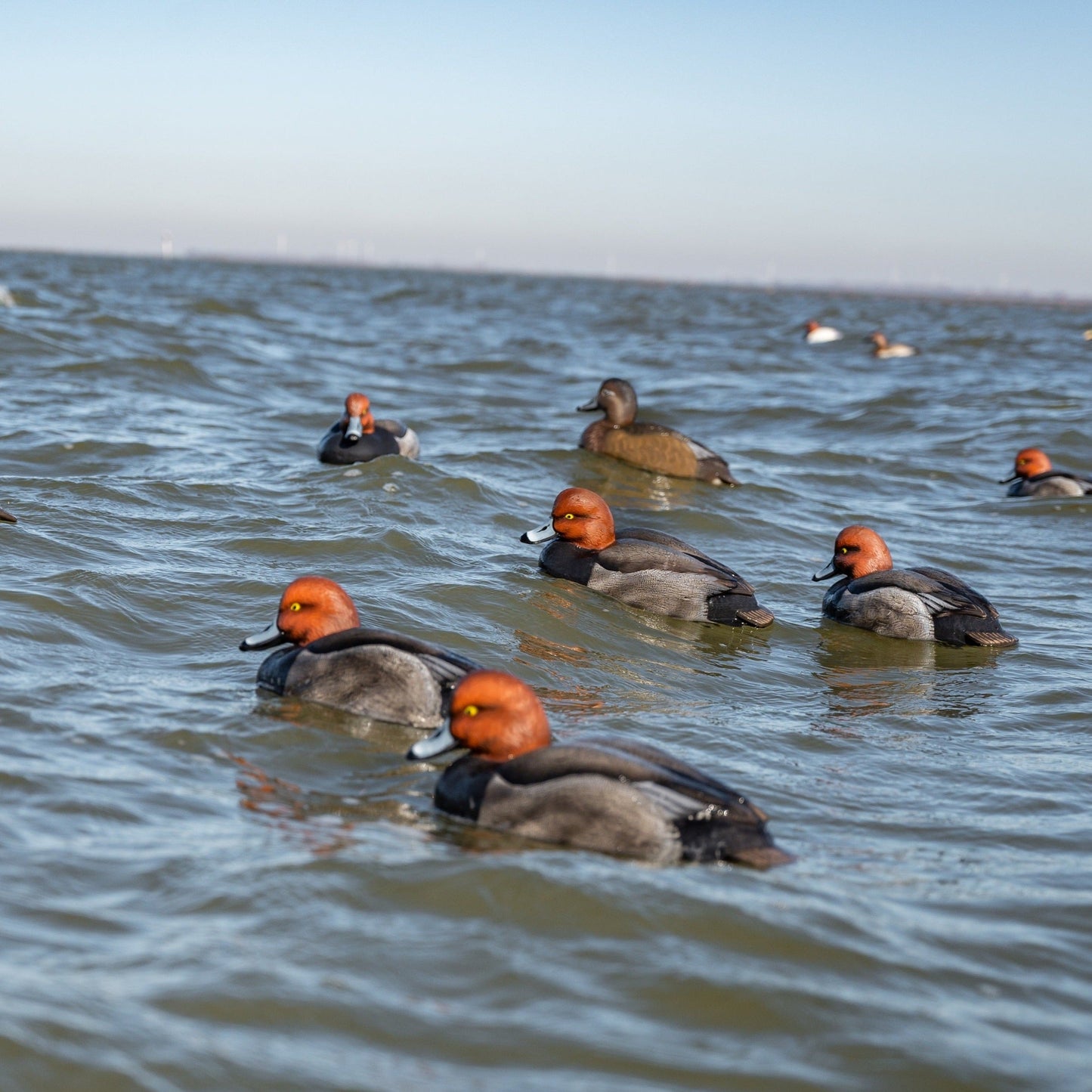 F1 Redhead Floaters