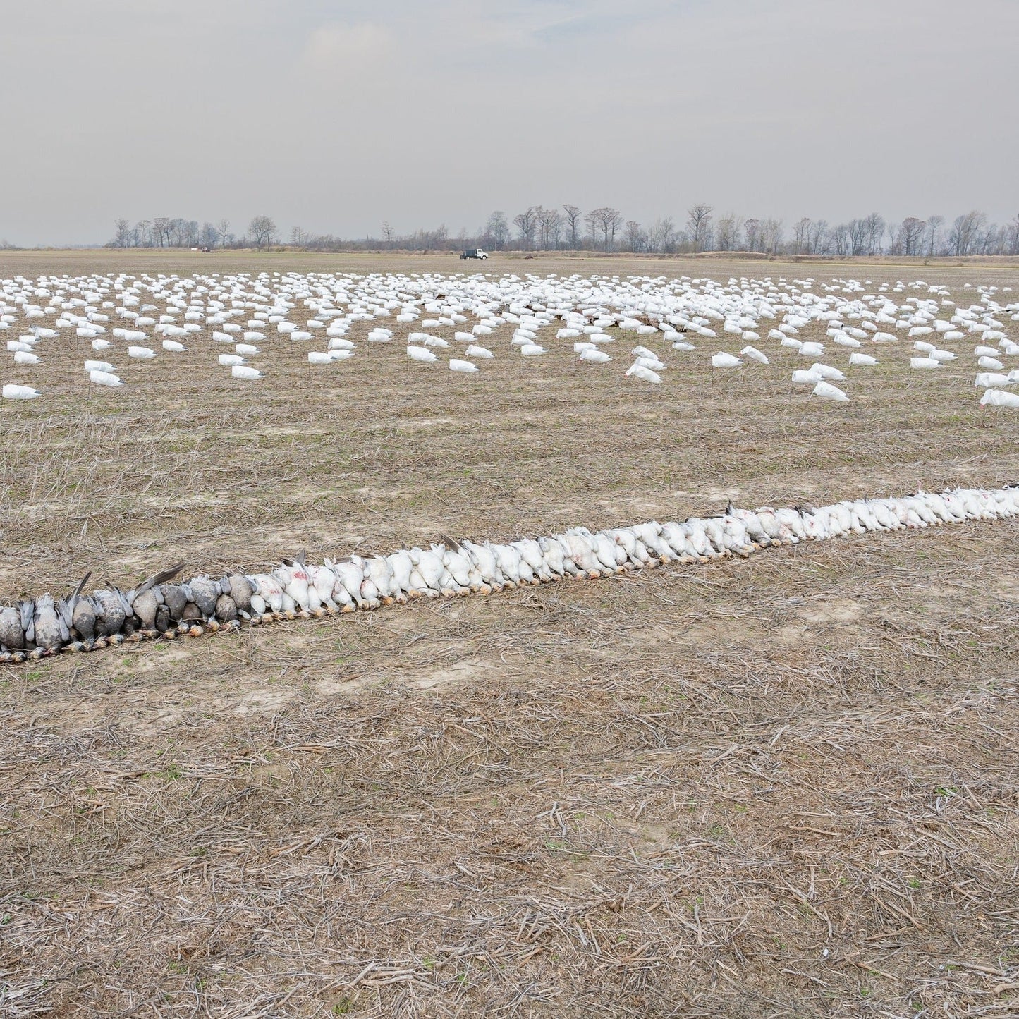 S3HL (Headless) Snow Goose Socks