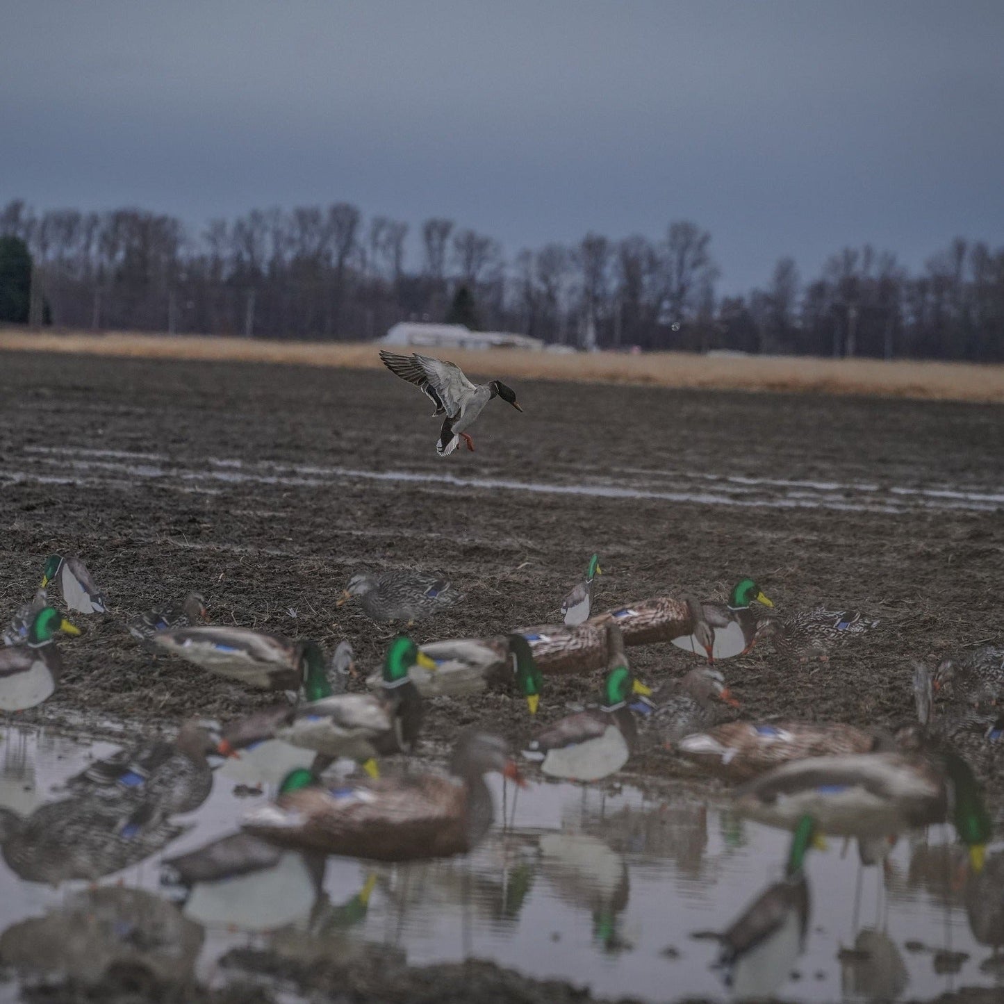 S3i Mallard Socks