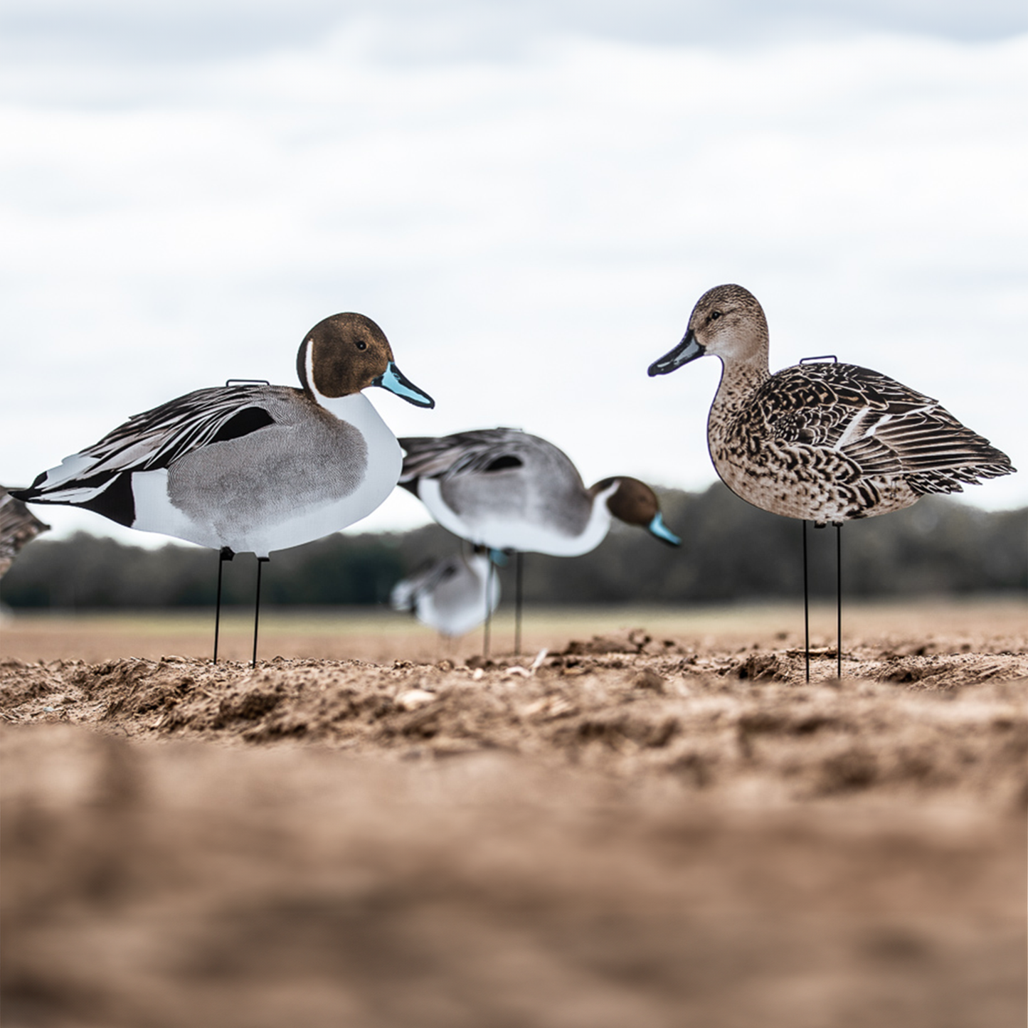 P1 Pintail Silhouettes