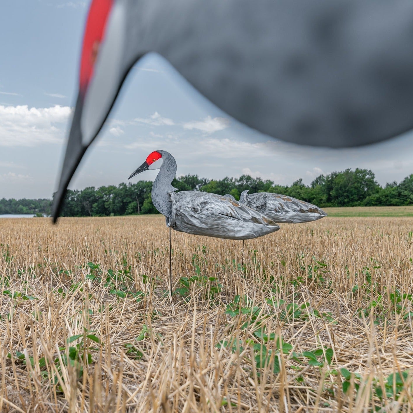 S3i Sandhill Crane Socks