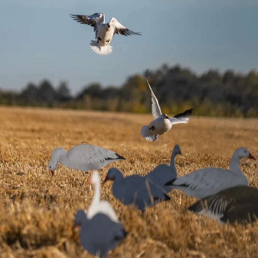 V2 Snow Goose Silhouettes