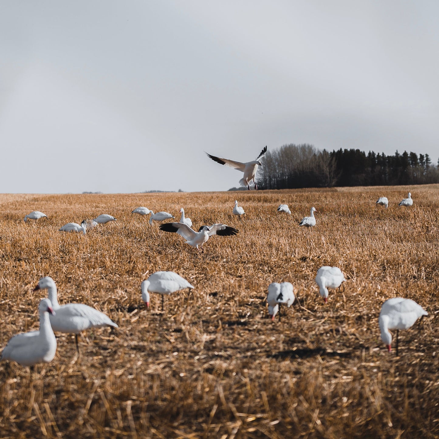 FB Snow Goose Full Bodies